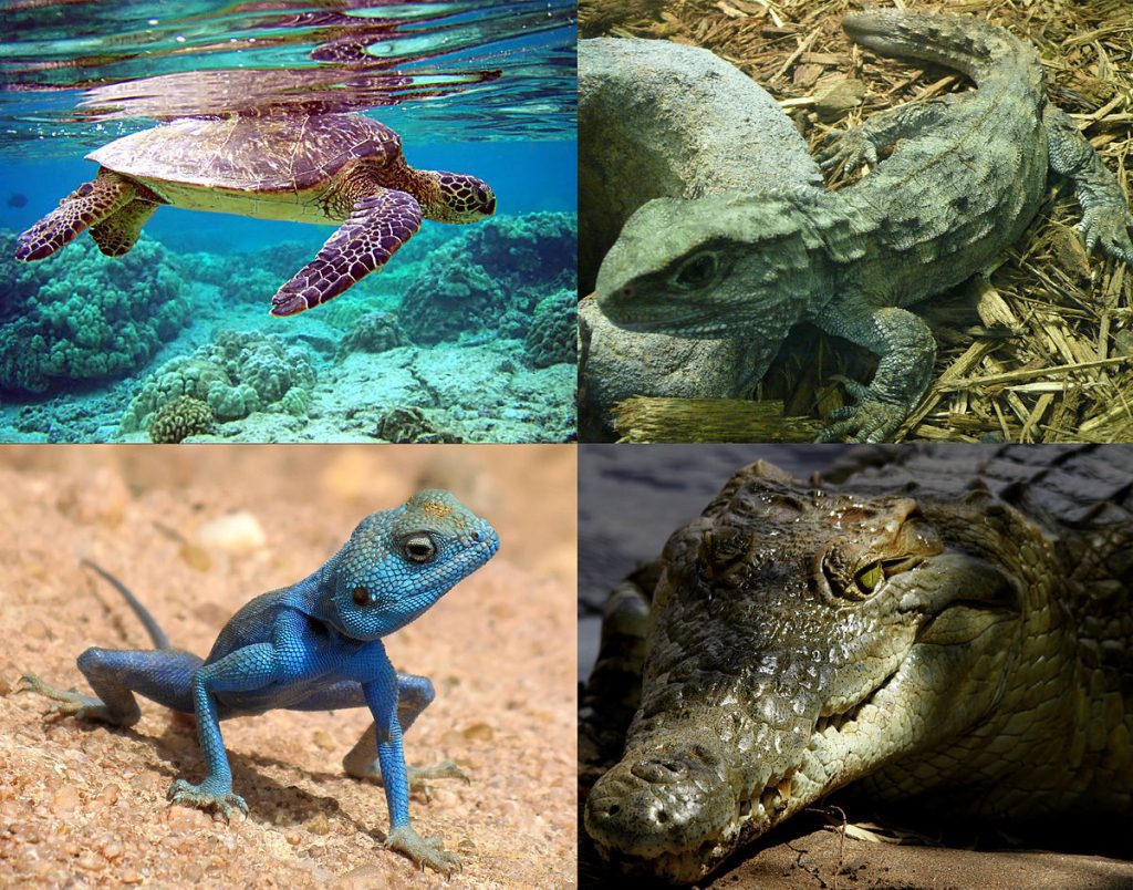 1200px Extant reptilia