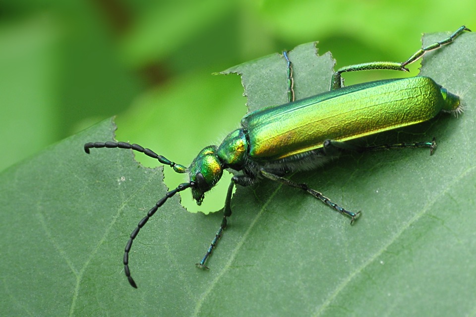 Lytta vesicatoria03