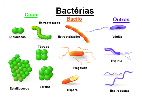 bacterias
