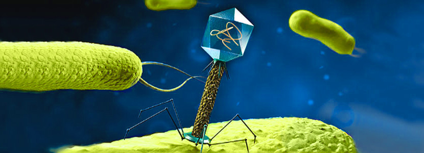 bacteriofago 1