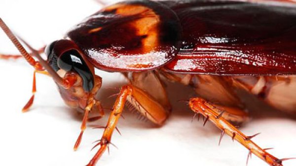 cockroach