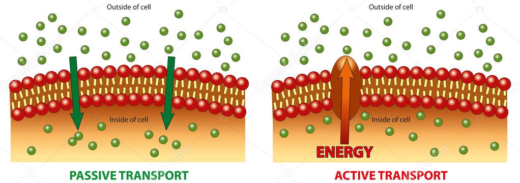depositphotos 10123654 stock illustration active and passive transport