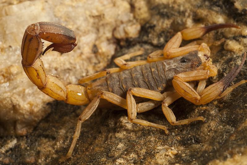 escorpiao amarelo ouvidor