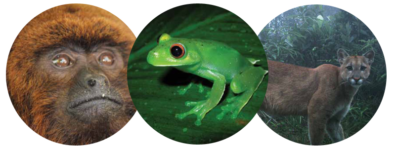 especies fauna2