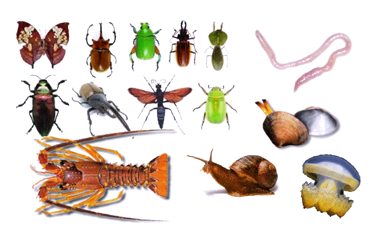 invertebrados