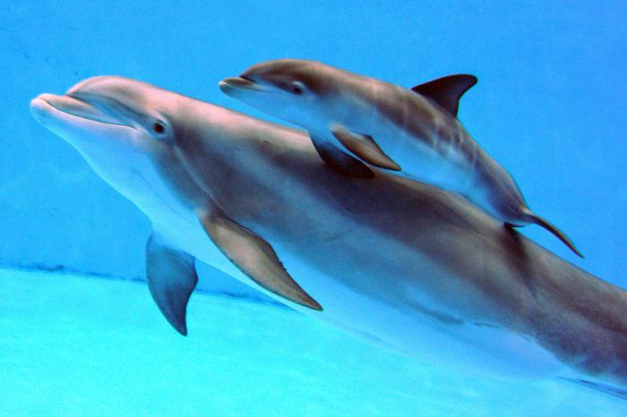 kak spit delfin udivitelnie sposobnosti mlekopitayushih 4