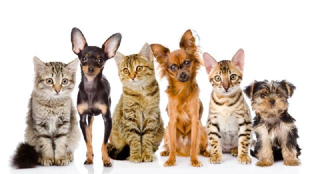 mundo animais caes gatos