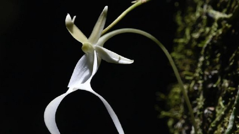 orquidea fantasma blanca