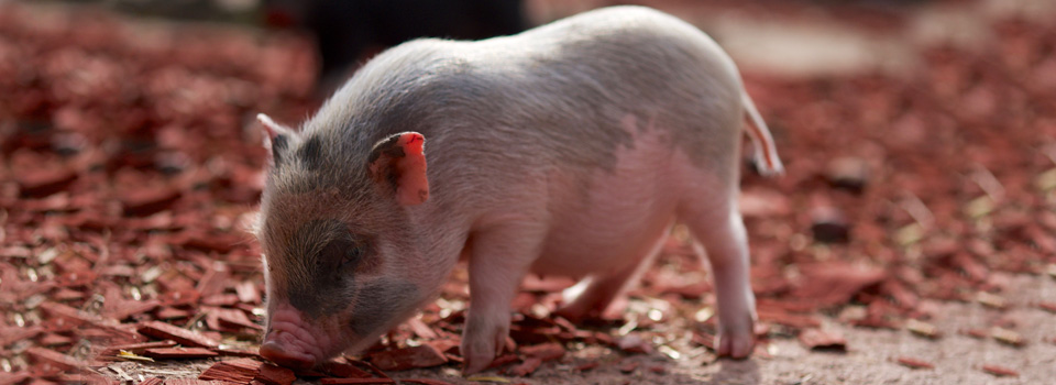os animais mais inteligentes do mundo porco