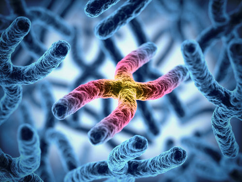 os cromossomos possuem os genes responsaveis por nossas caracteristicas 5601c4521900c