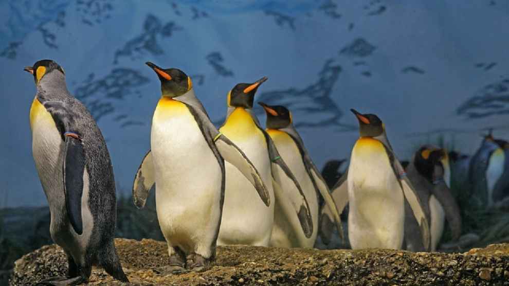 pinguim 990x556 1