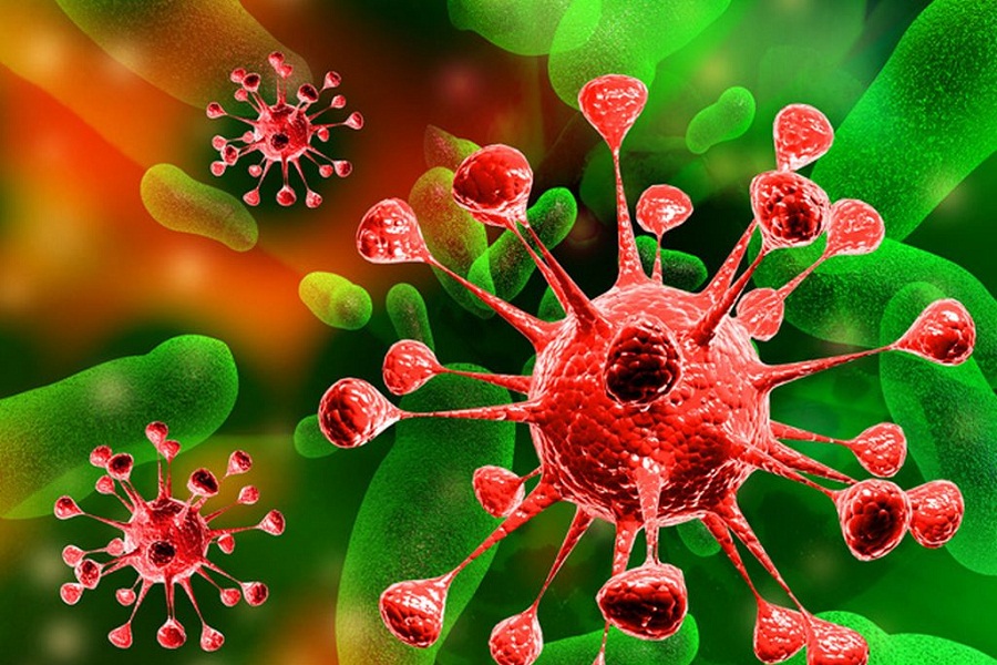 virus fungo bacteria