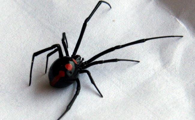viuva negra
