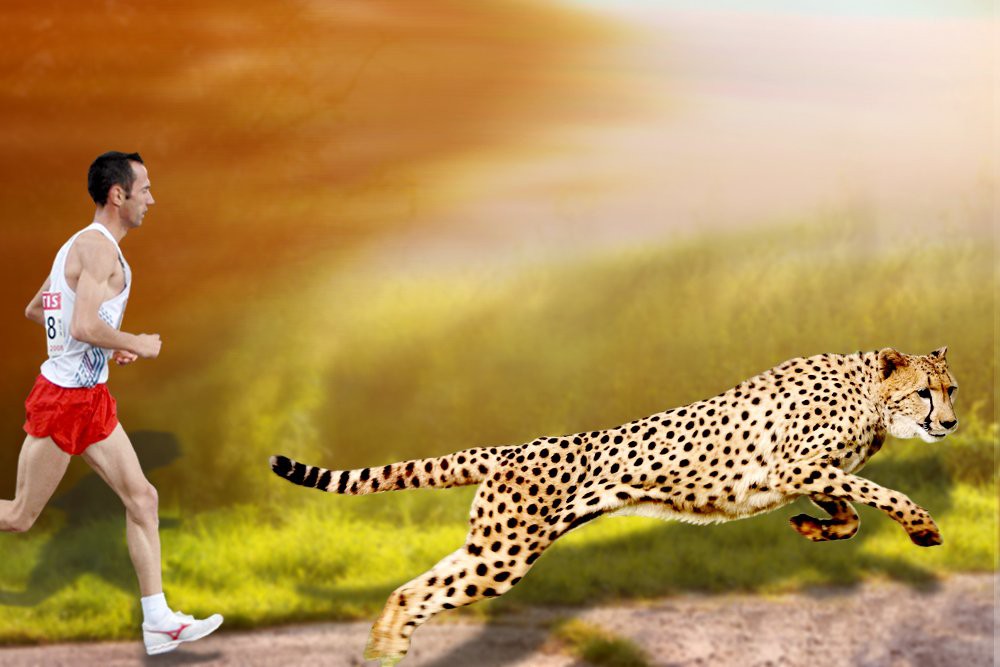 cheetah and human 1 15460527019001637745335