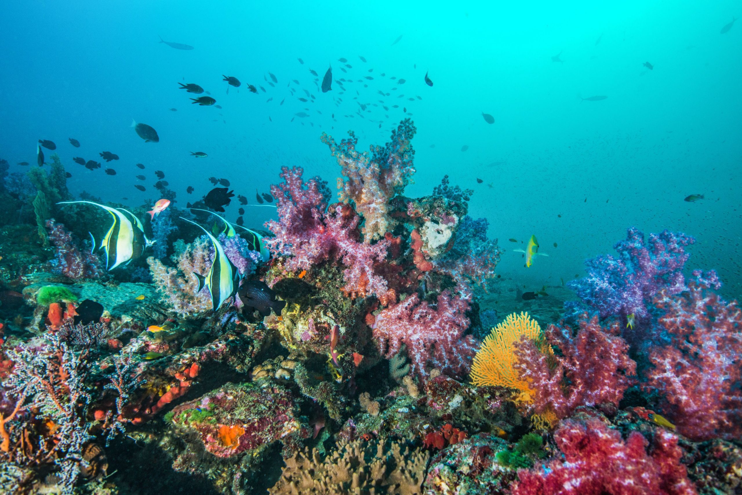 coralreefgetty 56cb38583df78cfb379b649e scaled