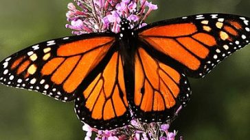 mariposa monarca 364x205 1