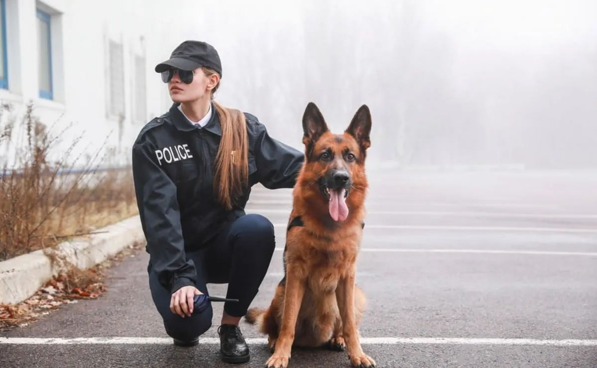 As 10 melhores raças de cães policiais do mundo