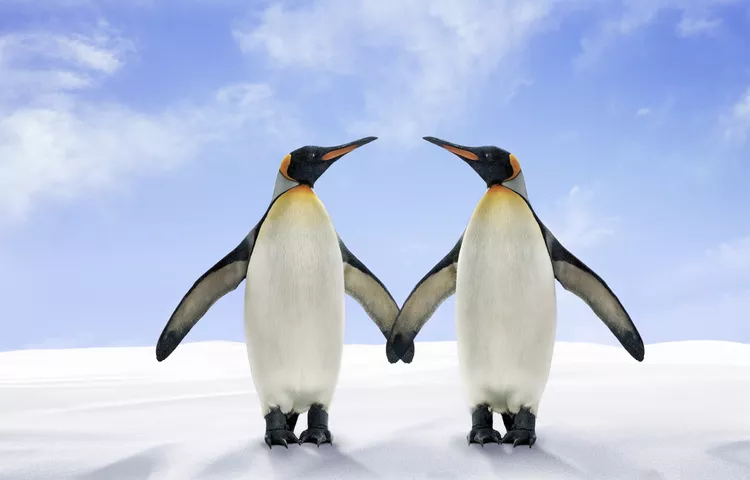 Curiosidades sobre pinguins