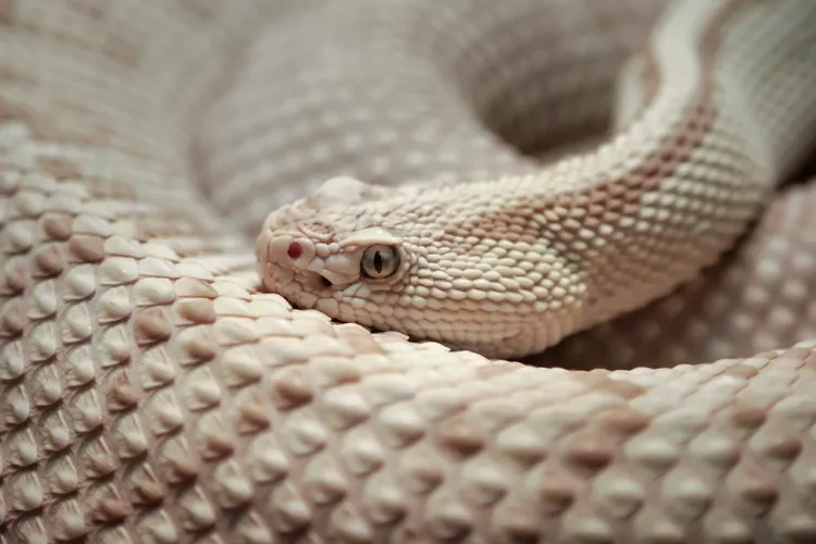 animais albinos