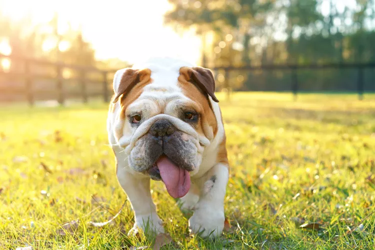 Por que cães de focinho achatado têm problemas de saúde