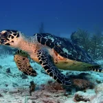 18 espécies estranhas de tartarugas e cágados