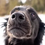 Por que os cães têm focinhos molhados?