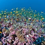 10 plantas e criaturas marinhas impressionantes no fundo do oceano