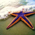 estrelas do mar