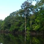 Viagem à selva amazônica