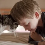 Por que os gatos dão cabeçadas?