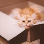 Por que os gatos gostam de caixas?