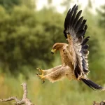 10 dos pássaros mais rápidos do mundo