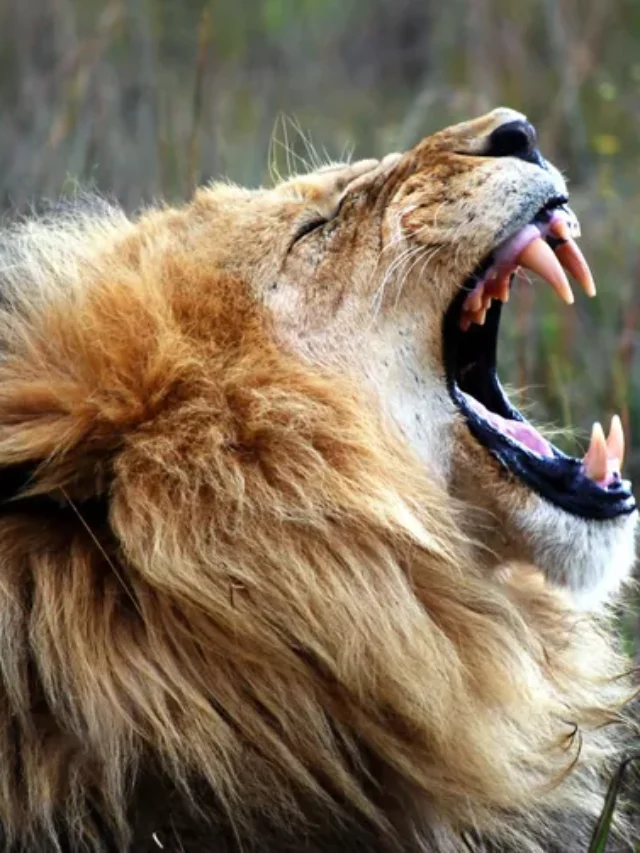 close-up-of-lion-roaring-on-field-at-rhino-and-lion-nature-reserve-675607089-7bc735f6d3cd40119a657120bd5db84d