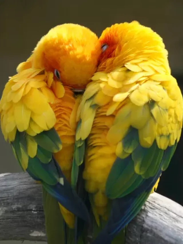 11 animais que acasalam para a vida toda