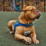 A verdade sobre os pit bulls: 6 mitos desfeitos