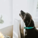 dog howling 1175462849 8bb9749920f544789cd4a53de8154334