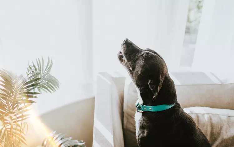 dog howling 1175462849 8bb9749920f544789cd4a53de8154334
