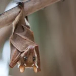 10 coisas que você não sabia sobre morcegos