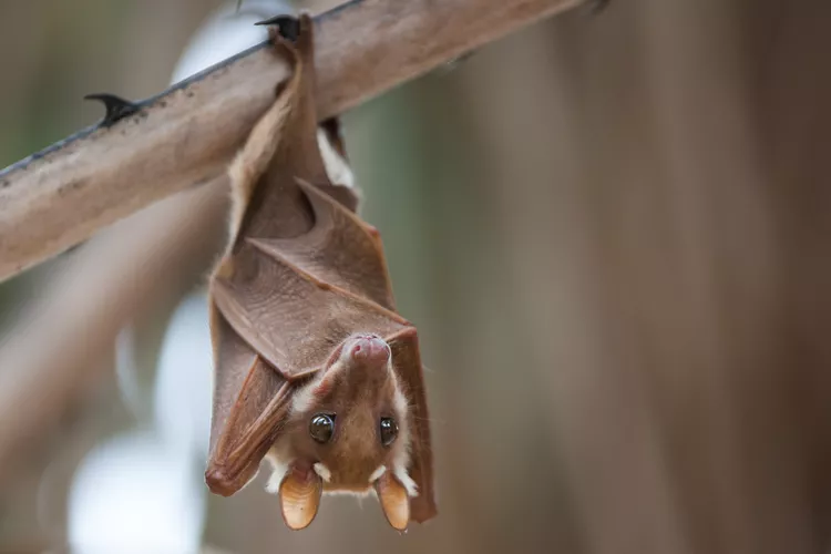 10 coisas que você não sabia sobre morcegos