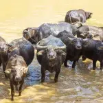 11 animais selvagens de zonas húmidas