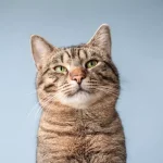 Por que os gatos ronronam?