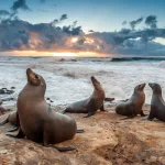 Qual é a diferença entre focas e leões marinhos?