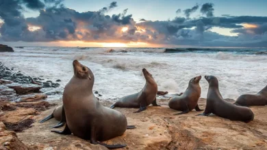 Qual é a diferença entre focas e leões marinhos?