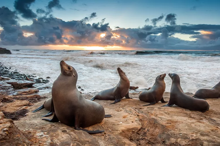 Qual é a diferença entre focas e leões marinhos?