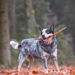 As 13 raças de cães com maior longevidade