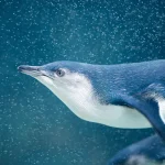 pinguins fada