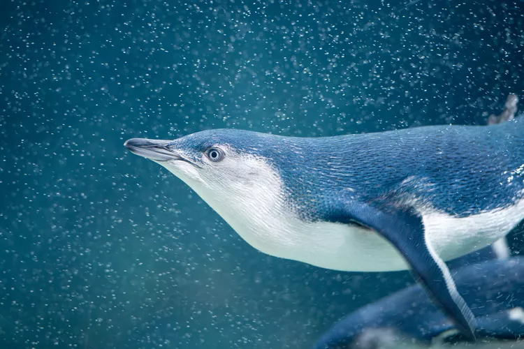 pinguins fada