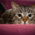 Por que meu gato morde quando eu o acaricio?