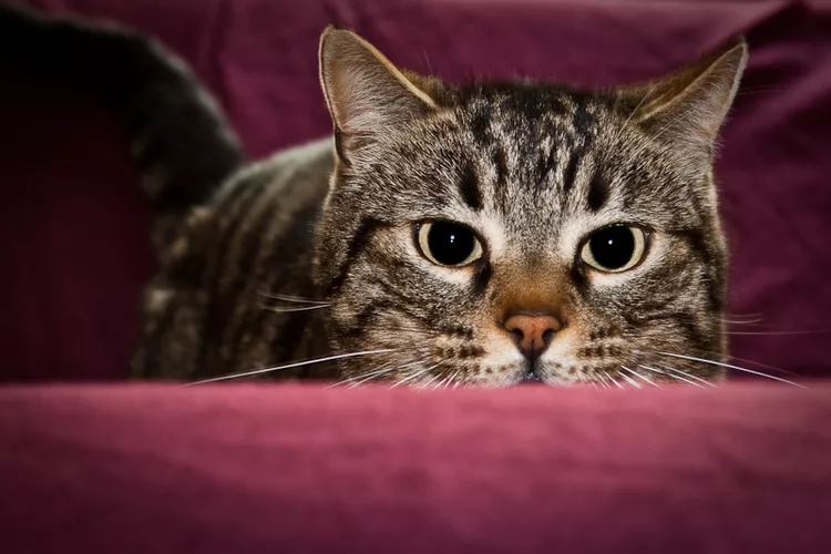 Por que meu gato morde quando eu o acaricio?