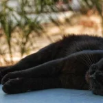 Por que animais de estimação pretos têm menos probabilidade de serem adotados?